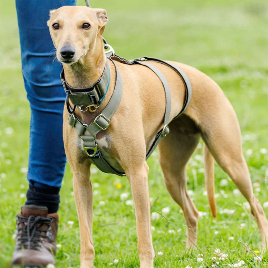 A collection of dog harnesses made from different materials like nylon, polyester, and neoprene