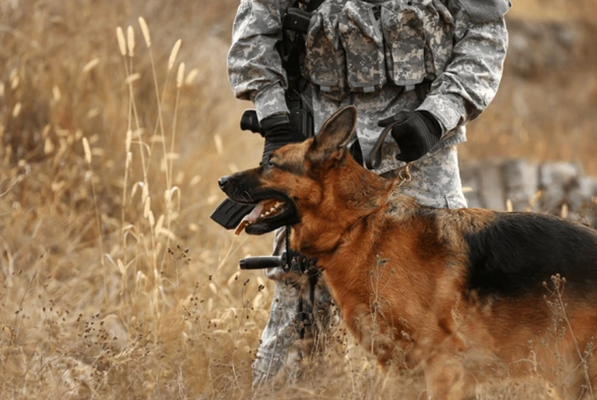 A hardworking military dog
