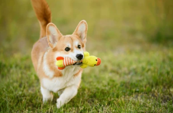 A dog holding a toy in its mouth