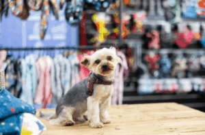 The Disadvantages of Pet Stores: Ethical Risks and Procurement Realities