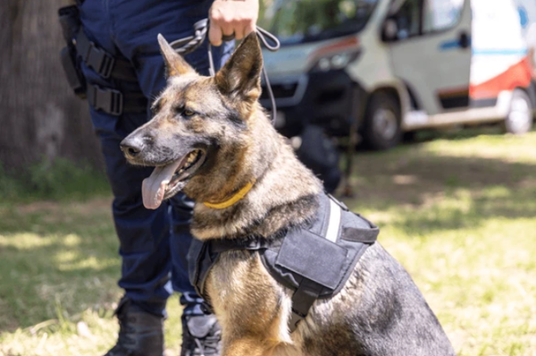 A dog wearing a classic K9-style harness with a patch