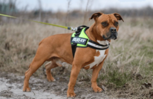 The Top 10 Most Popular Pets: 2026 Global Market Trends and Adoption Insights